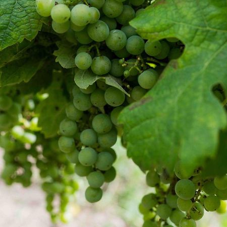 מונטן Clos De La Barbanne מראה חיצוני תמונה