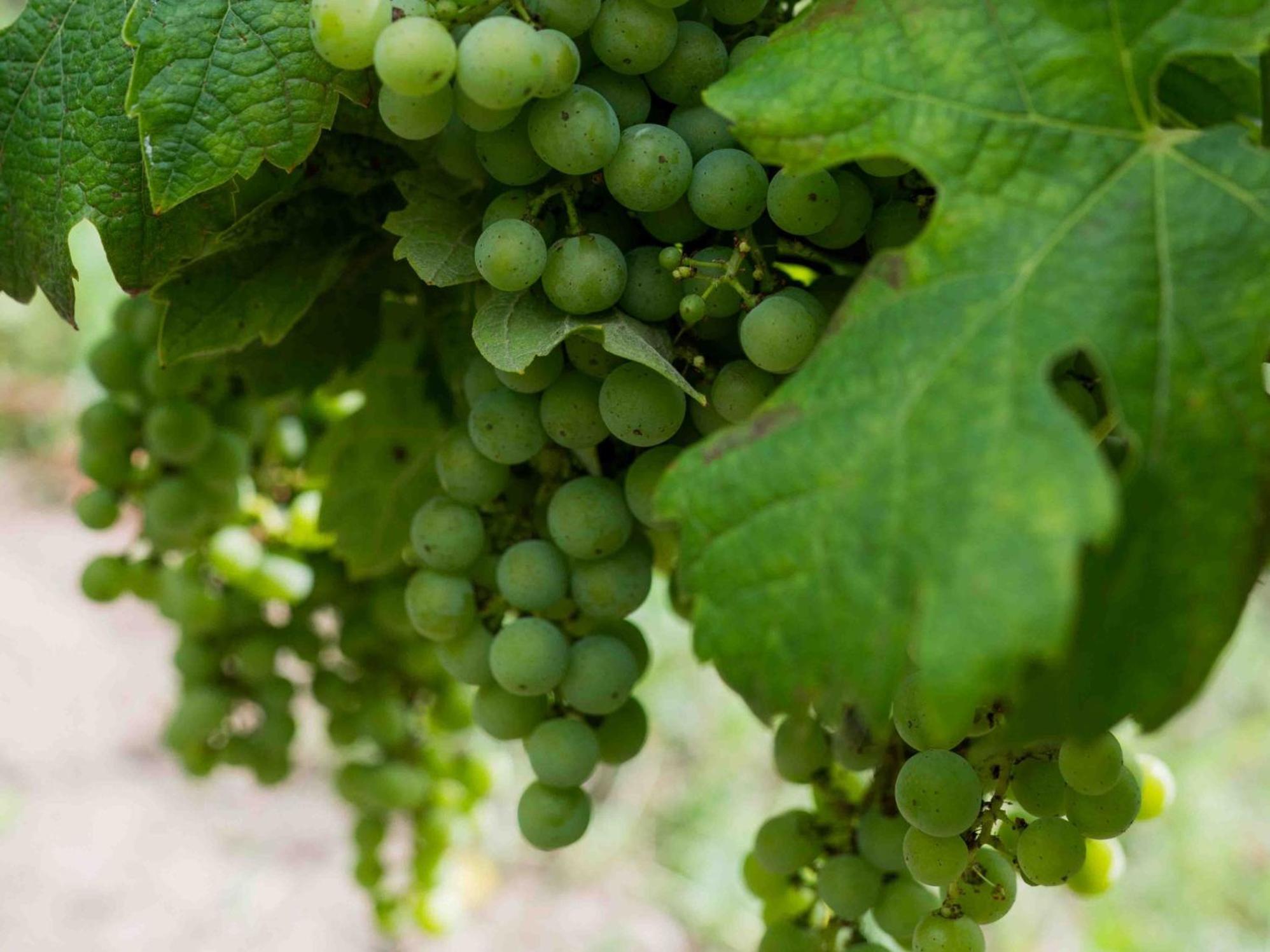 מונטן Clos De La Barbanne מראה חיצוני תמונה